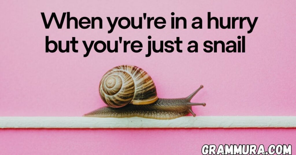 Snail Puns (Cute, Funny